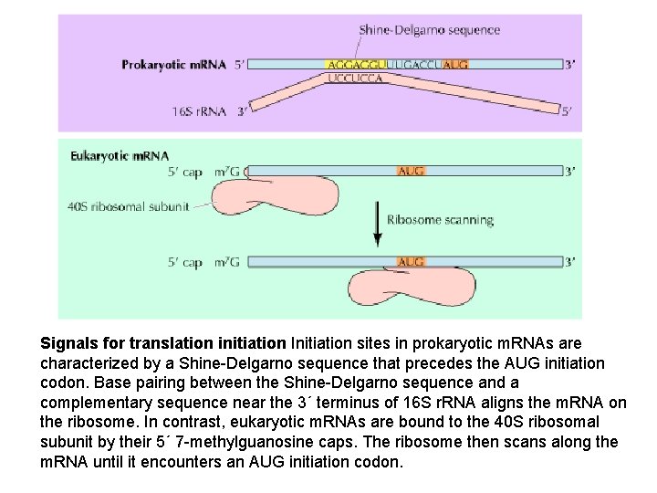 Signals for translation initiation Initiation sites in prokaryotic m. RNAs are characterized by a