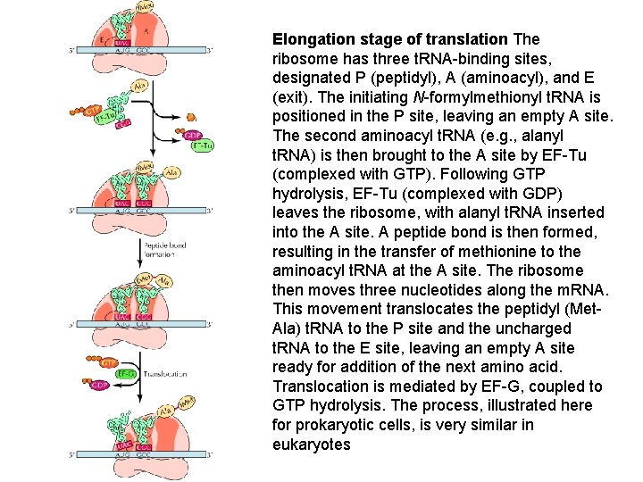 Elongation stage of translation The ribosome has three t. RNA-binding sites, designated P (peptidyl),