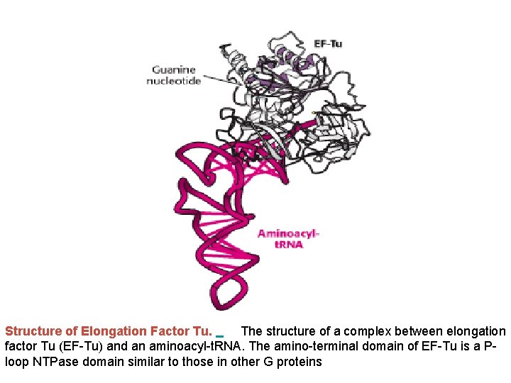 Structure of Elongation Factor Tu. The structure of a complex between elongation factor Tu