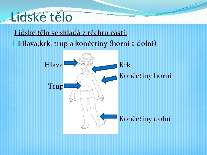 Lidské tělo se skládá z těchto částí: �Hlava, krk, trup a končetiny (horní a