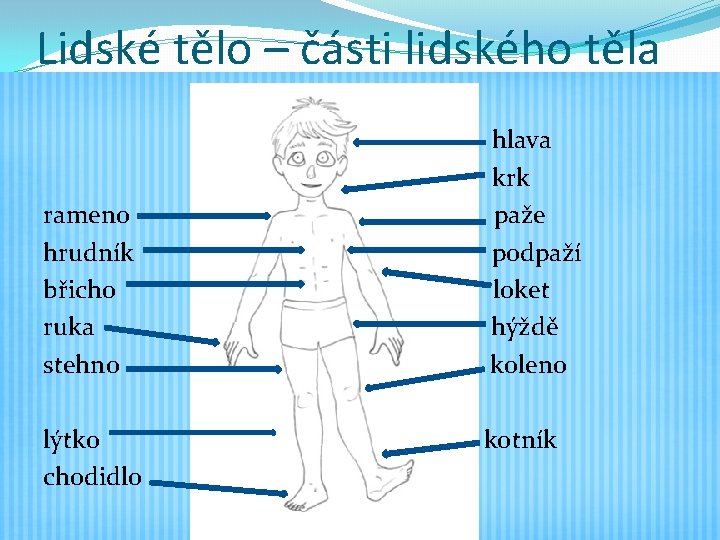Lidské tělo – části lidského těla rameno hrudník břicho ruka stehno lýtko chodidlo hlava