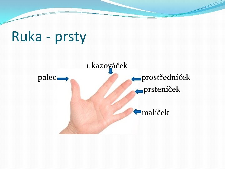 Ruka - prsty ukazováček palec prostředníček prsteníček malíček 