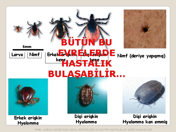 Larva Nimf Erkek erişkin Hyalomma BÜTÜN BU Erkek. EVRELERDE erişkin Dişi erişkin Nimf (deriye