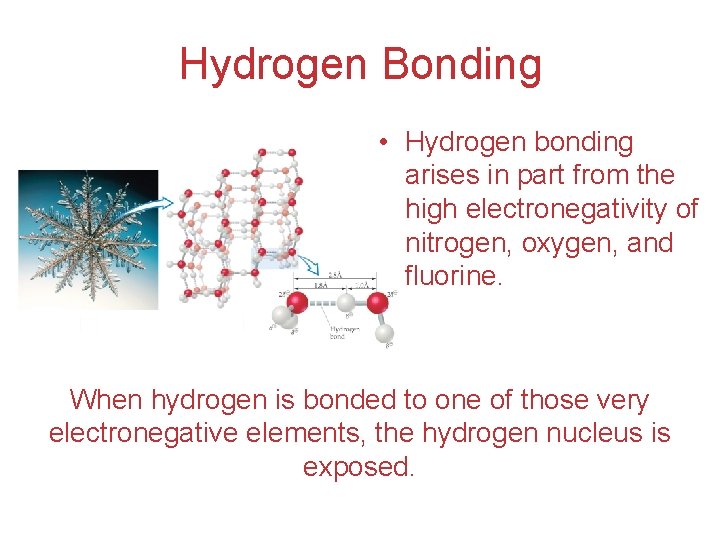 Hydrogen Bonding • Hydrogen bonding arises in part from the high electronegativity of nitrogen,