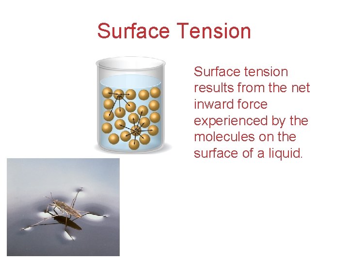 Surface Tension Surface tension results from the net inward force experienced by the molecules