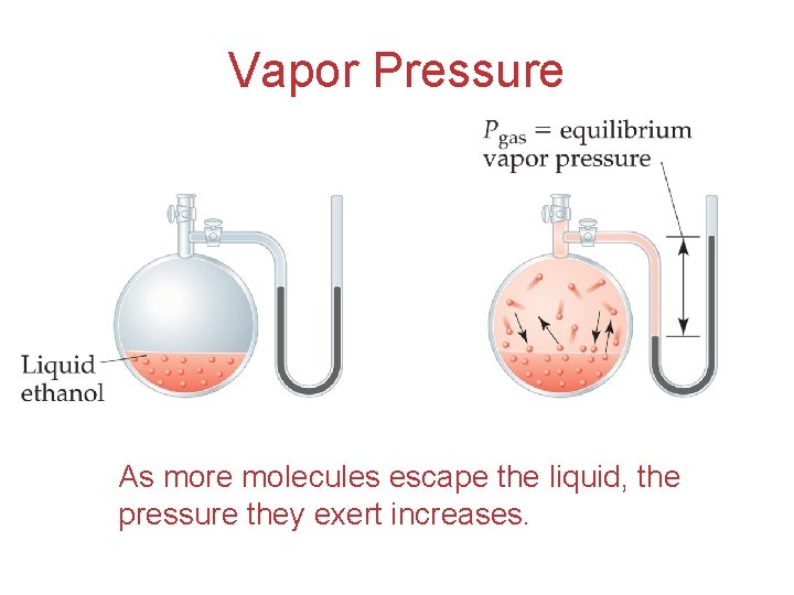 Vapor Pressure As more molecules escape the liquid, the pressure they exert increases. 