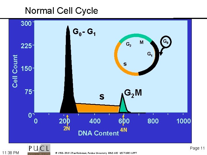 Normal Cell Cycle 300 G 0 - G 1 G 0 G 2 Cell