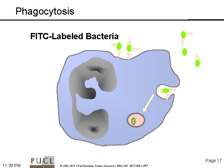 Phagocytosis FITC-Labeled Bacteria Page 17 11: 39 PM © 1988 -2010 J. Paul Robinson,