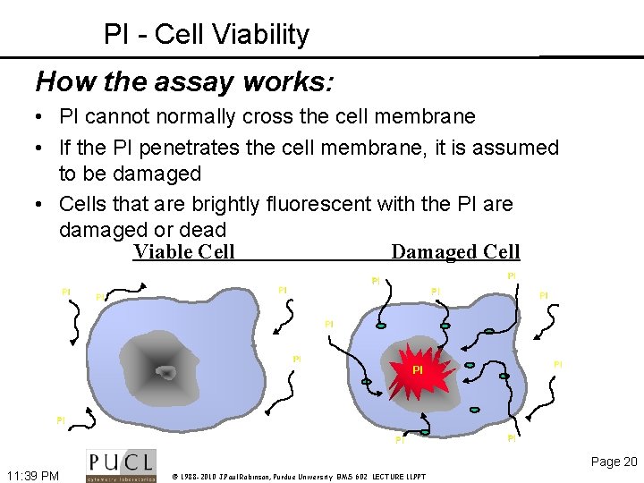 PI - Cell Viability How the assay works: • PI cannot normally cross the
