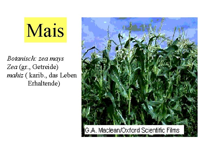 Mais Botanisch: zea mays Zea (gr. , Getreide) mahiz ( karib. , das Leben