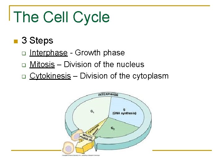 The Cell Cycle n 3 Steps q q q Interphase - Growth phase Mitosis