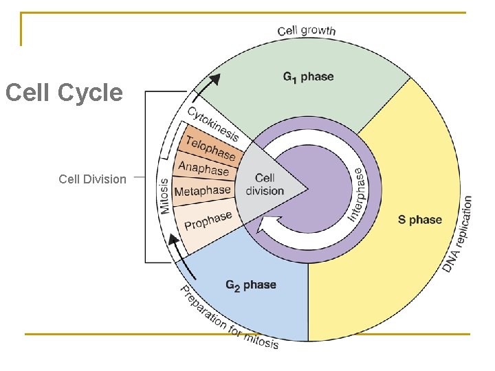 Cell Cycle Cell Division 