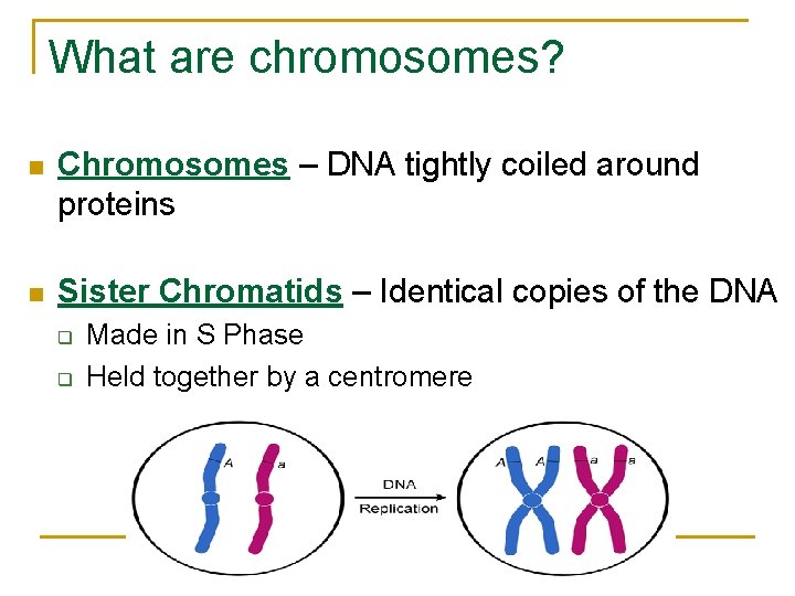 What are chromosomes? n Chromosomes – DNA tightly coiled around proteins n Sister Chromatids