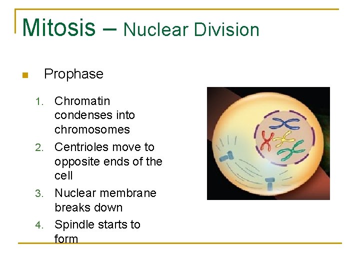 Mitosis – Nuclear Division Prophase n Chromatin condenses into chromosomes 2. Centrioles move to