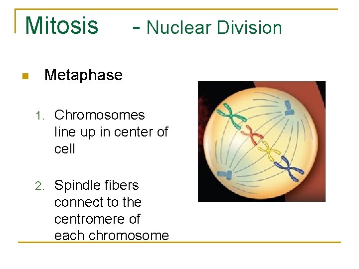 Mitosis n - Nuclear Division Metaphase 1. Chromosomes line up in center of cell