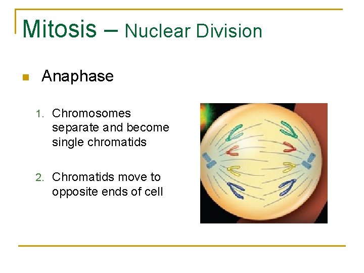 Mitosis – Nuclear Division n Anaphase 1. Chromosomes separate and become single chromatids 2.