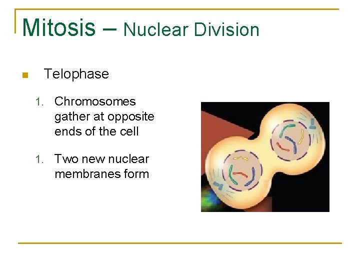Mitosis – Nuclear Division n Telophase 1. Chromosomes gather at opposite ends of the