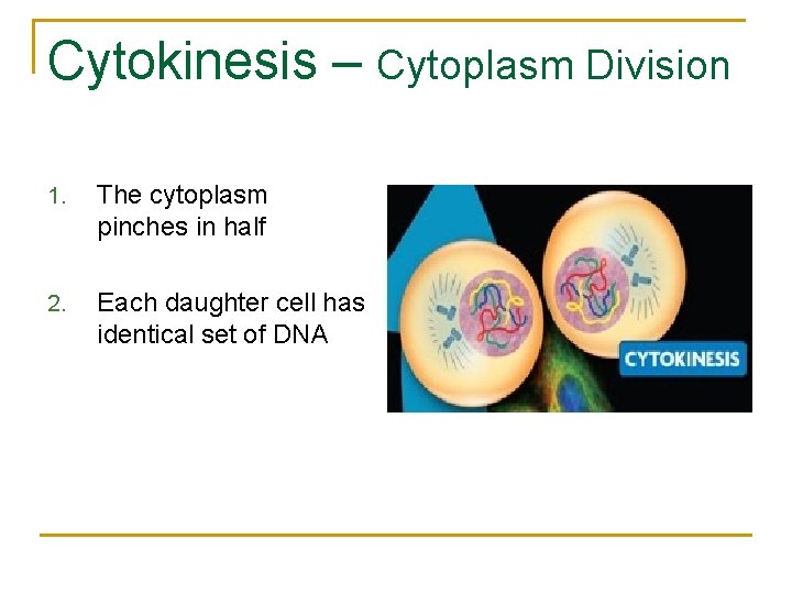 Cytokinesis – Cytoplasm Division 1. The cytoplasm pinches in half 2. Each daughter cell