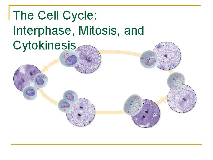 The Cell Cycle: Interphase, Mitosis, and Cytokinesis 