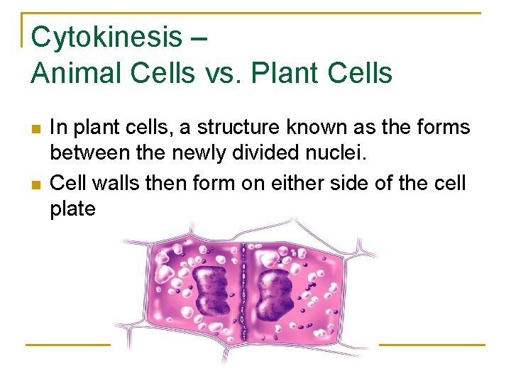 Cytokinesis – Animal Cells vs. Plant Cells n n In plant cells, a structure