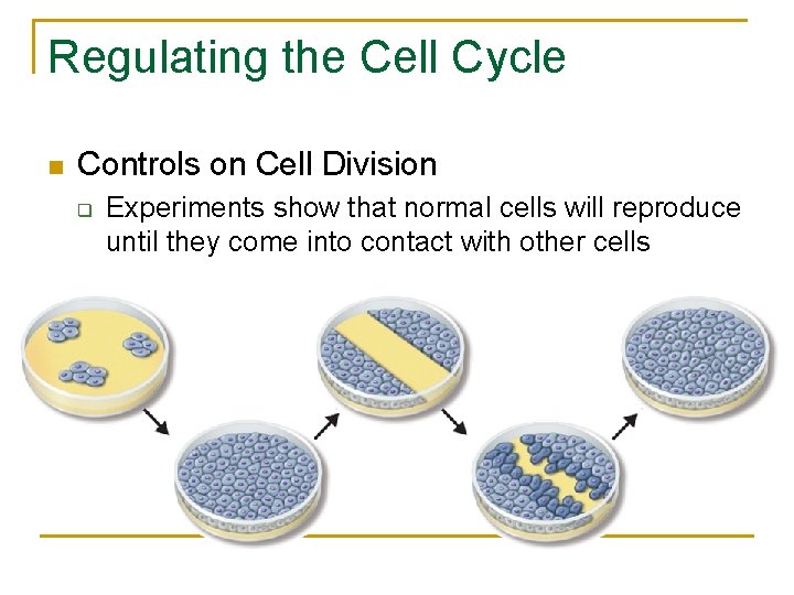Regulating the Cell Cycle n Controls on Cell Division q Experiments show that normal