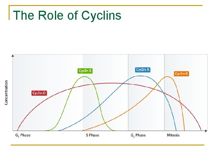 The Role of Cyclins 