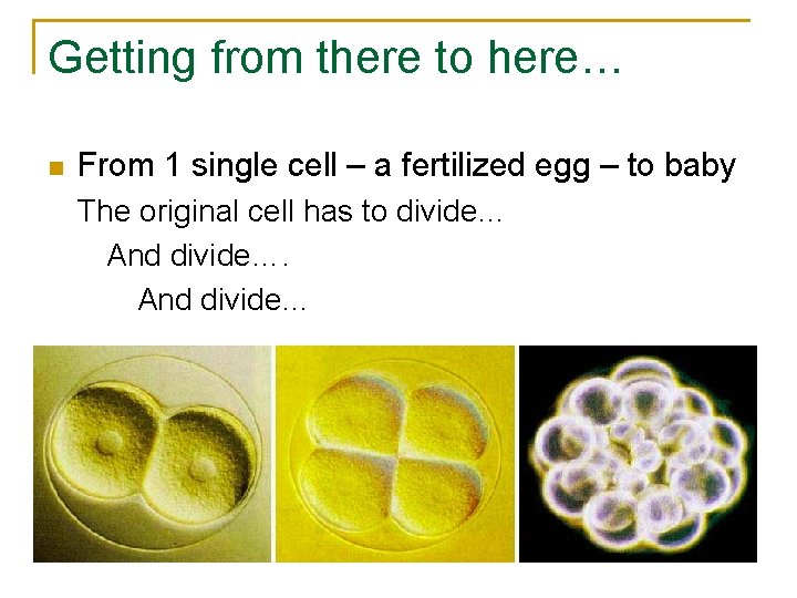 Getting from there to here… n From 1 single cell – a fertilized egg