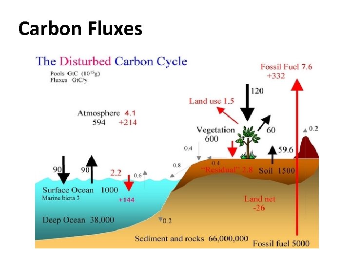 Carbon Fluxes 