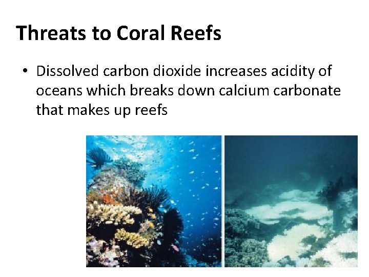 Threats to Coral Reefs • Dissolved carbon dioxide increases acidity of oceans which breaks