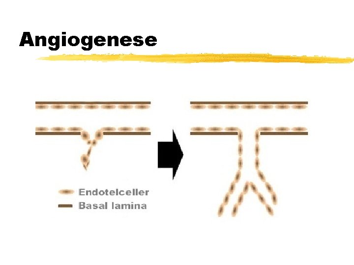 Angiogenese Angiogenese