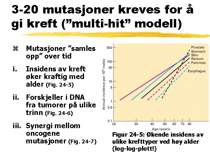 3 -20 mutasjoner kreves for å gi kreft (”multi-hit” modell) z Mutasjoner ”samles opp” 3 -20 mutasjoner kreves for å gi kreft (”multi-hit” modell) z Mutasjoner ”samles opp”