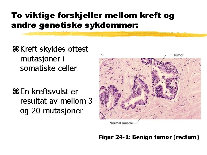 To viktige forskjeller mellom kreft og andre genetiske sykdommer: z Kreft skyldes oftest mutasjoner To viktige forskjeller mellom kreft og andre genetiske sykdommer: z Kreft skyldes oftest mutasjoner