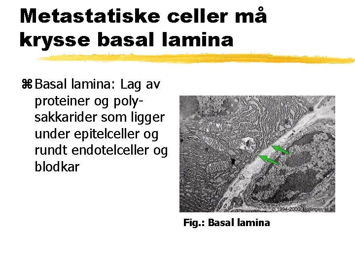 Metastatiske celler må krysse basal lamina z Basal lamina: Lag av proteiner og polysakkarider Metastatiske celler må krysse basal lamina z Basal lamina: Lag av proteiner og polysakkarider