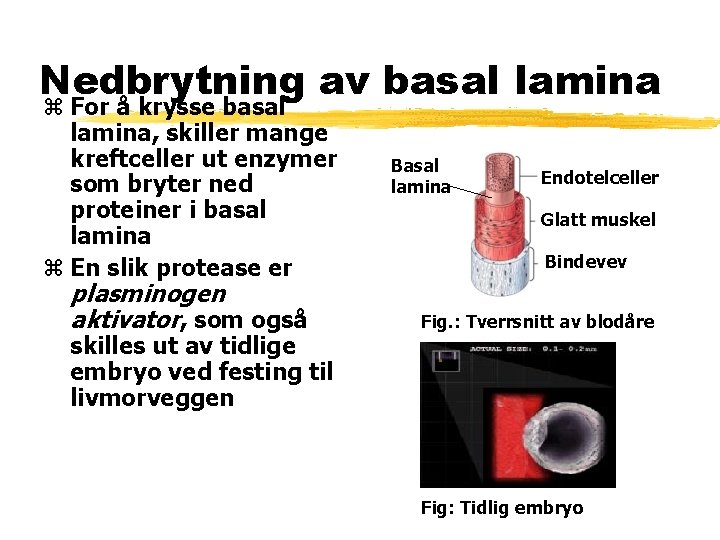 Nedbrytning av basal lamina z For å krysse basal lamina, skiller mange kreftceller ut Nedbrytning av basal lamina z For å krysse basal lamina, skiller mange kreftceller ut