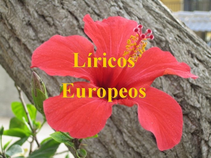 Líricos Europeos 