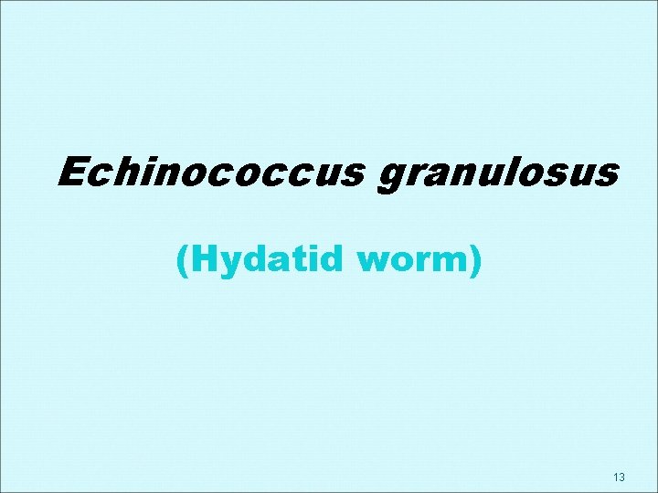 Echinococcus granulosus (Hydatid worm) 13 