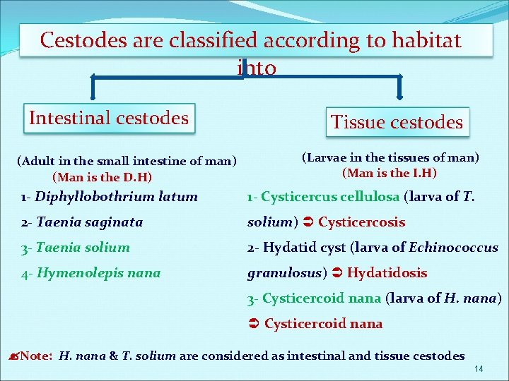 Cestodes are classified according to habitat into Intestinal cestodes (Adult in the small intestine