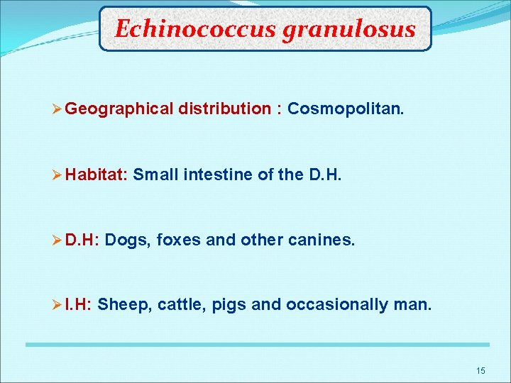 Echinococcus granulosus Ø Geographical distribution : Cosmopolitan. Ø Habitat: Small intestine of the D.