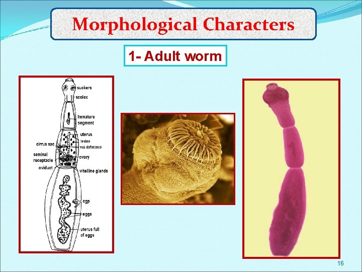 Morphological Characters 1 - Adult worm 16 