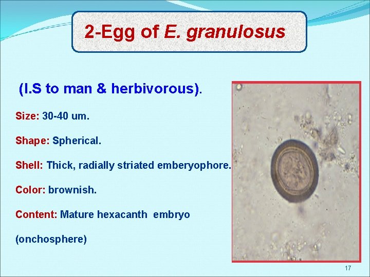 2 -Egg of E. granulosus (I. S to man & herbivorous). Size: 30 -40