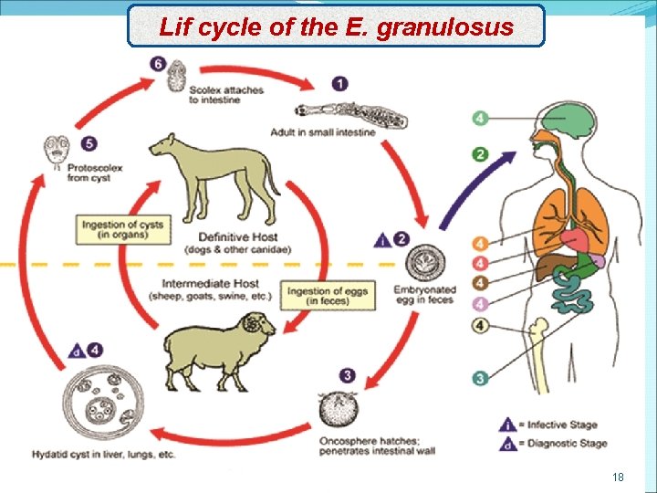 Lif cycle of the E. granulosus 18 