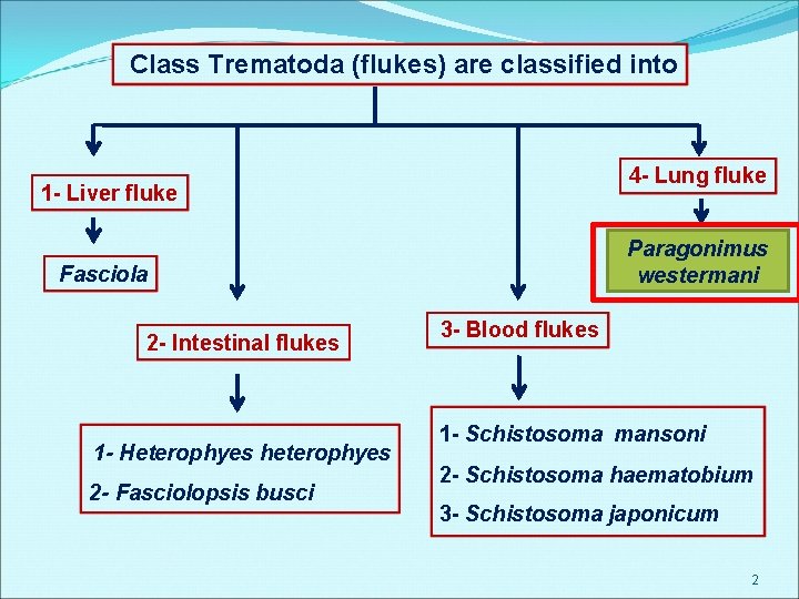 Class Trematoda (flukes) are classified into 4 - Lung fluke 1 - Liver fluke