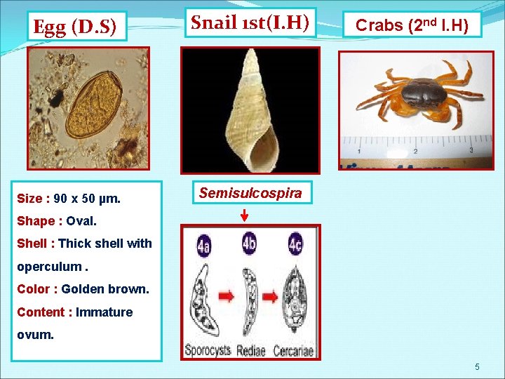 Egg (D. S) Size : 90 x 50 µm. Snail 1 st(I. H) Crabs