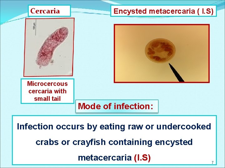 Cercaria Microcercous cercaria with small tail Encysted metacercaria ( I. S) Mode of infection: