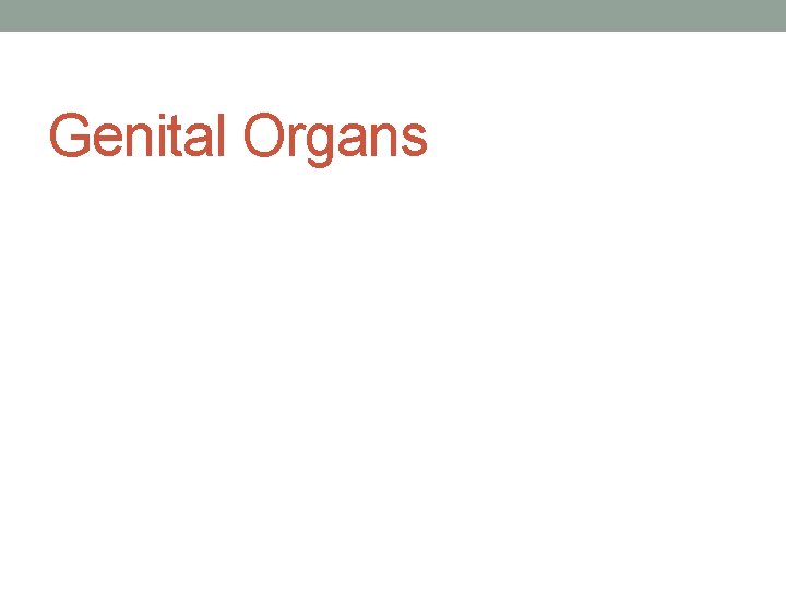 Genital Organs 