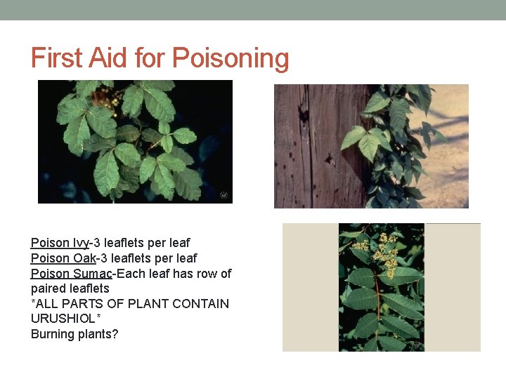 First Aid for Poisoning Poison Ivy-3 leaflets per leaf Poison Oak-3 leaflets per leaf