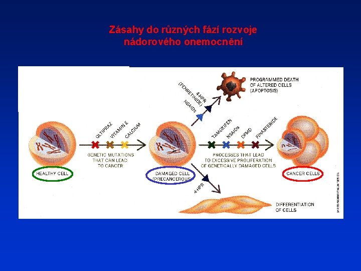 Zásahy do různých fází rozvoje nádorového onemocnění 