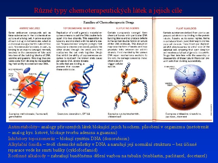 Různé typy chemoterapeutických látek a jejich cíle Antimetabolity– analogy přirozených látek blokující jejich biochem.