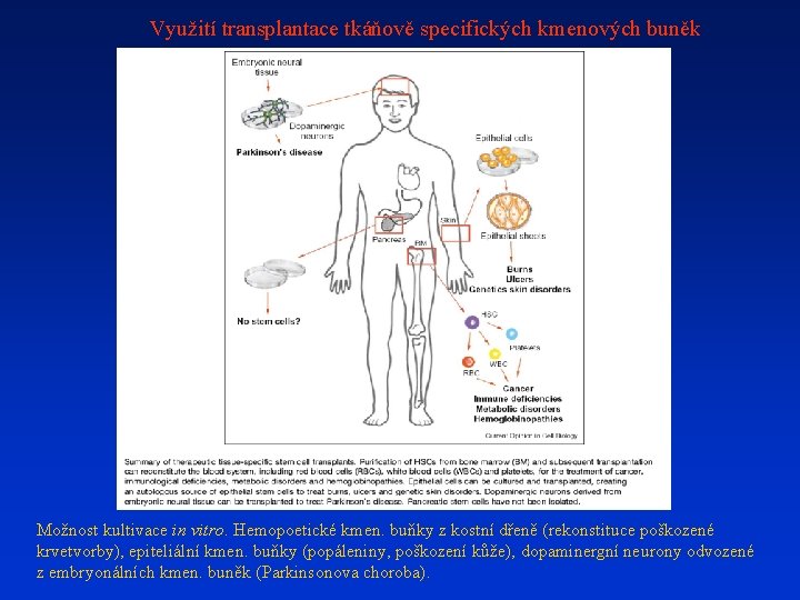 Využití transplantace tkáňově specifických kmenových buněk Možnost kultivace in vitro. Hemopoetické kmen. buňky z