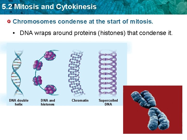 5. 2 Mitosis and Cytokinesis Chromosomes condense at the start of mitosis. • DNA